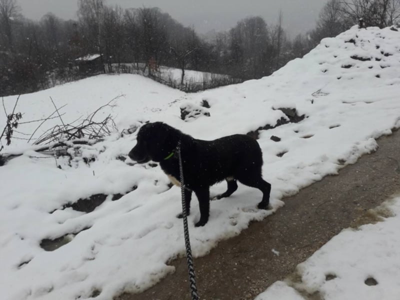 Balu