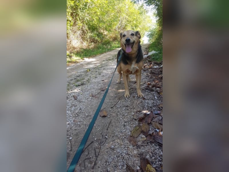 Schmusehund Boby