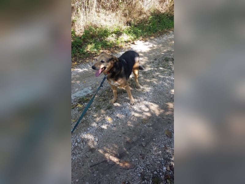 Schmusehund Boby