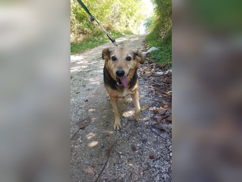 Schmusehund Boby