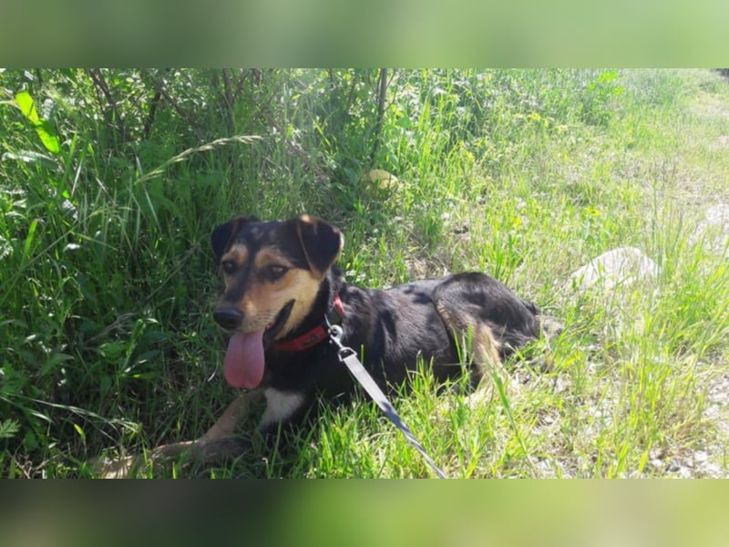 Rufus