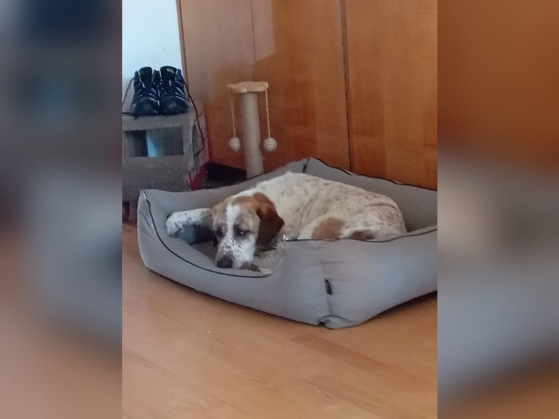 Luna - eine tiefenentspannte Hündin sucht ihr Für-immer-Zuhause