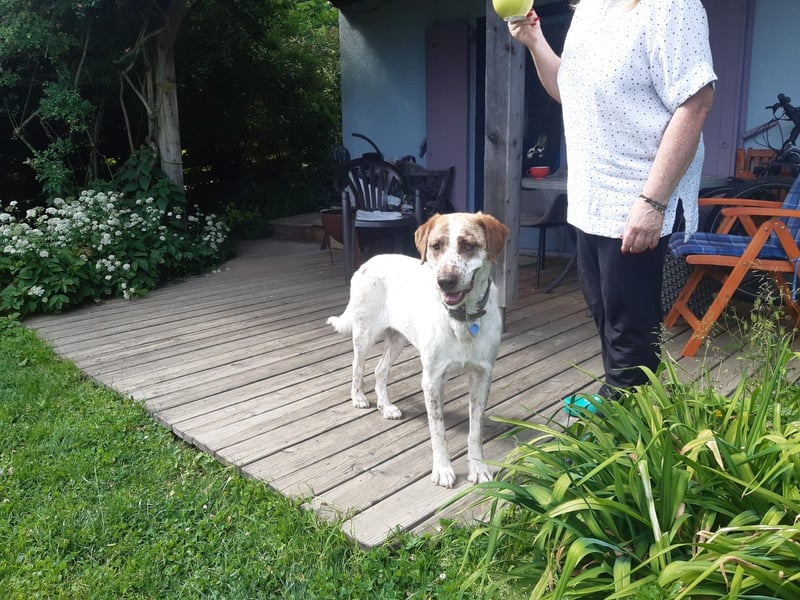 Luna - eine tiefenentspannte Hündin sucht ihr Für-immer-Zuhause