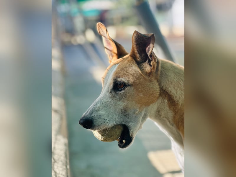 FRIDA