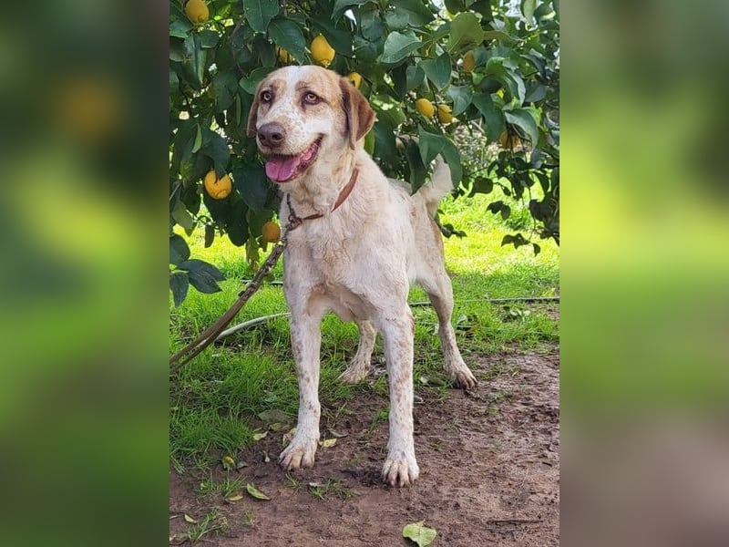 Luna, Besitzer ist verstorben