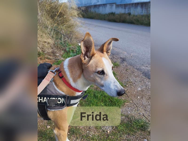 FRIDA