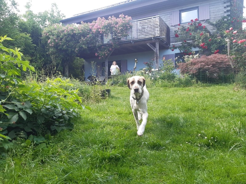 Luna - eine tiefenentspannte Hündin sucht ihr Für-immer-Zuhause