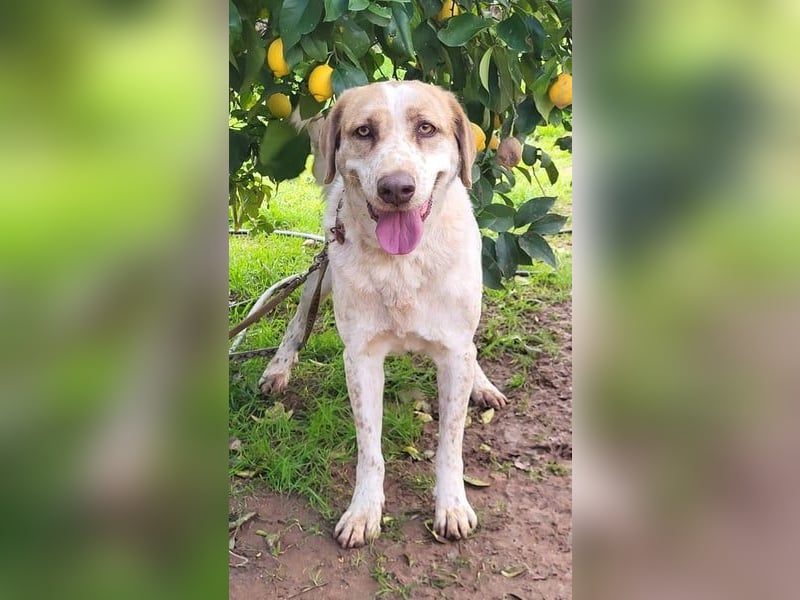 Luna, Besitzer ist verstorben