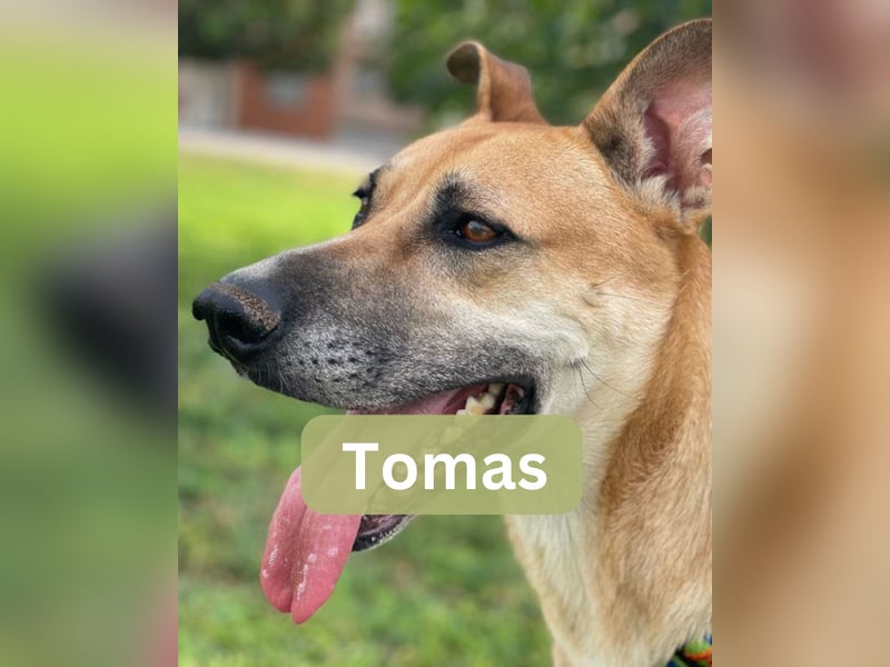 TOMAS