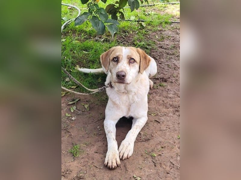 Luna, Besitzer ist verstorben