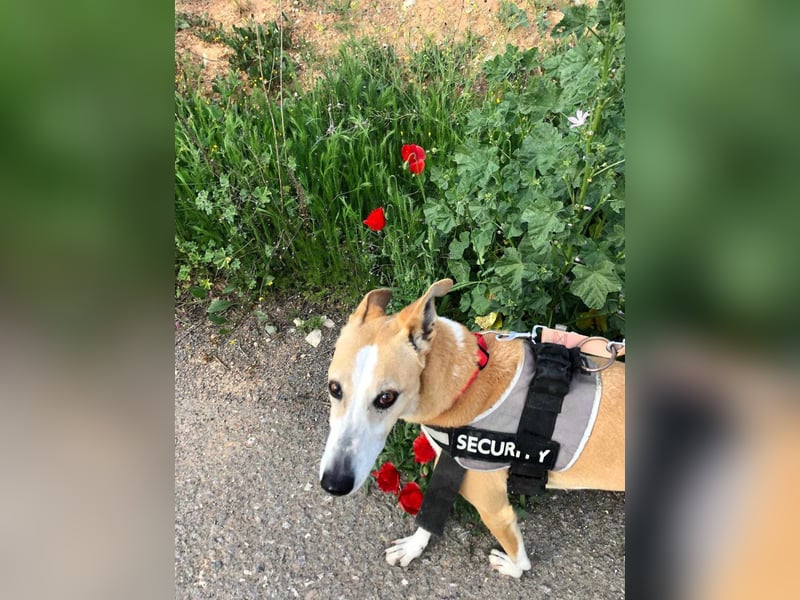 FRIDA