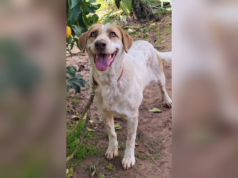 Luna - eine tiefenentspannte Hündin sucht ihr Für-immer-Zuhause