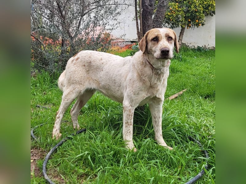 Luna - eine tiefenentspannte Hündin sucht ihr Für-immer-Zuhause