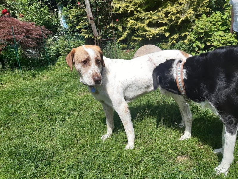 Luna - eine tiefenentspannte Hündin sucht ihr Für-immer-Zuhause