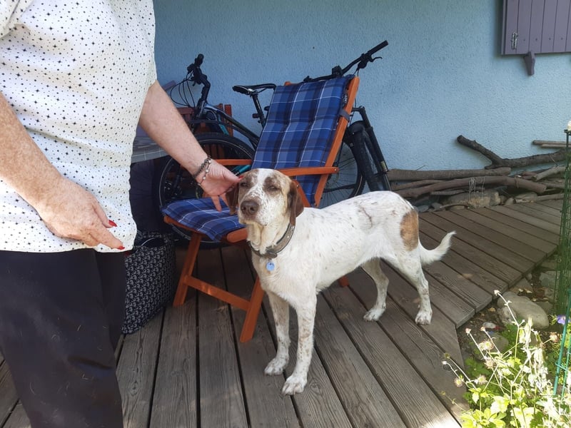 Luna - eine tiefenentspannte Hündin sucht ihr Für-immer-Zuhause