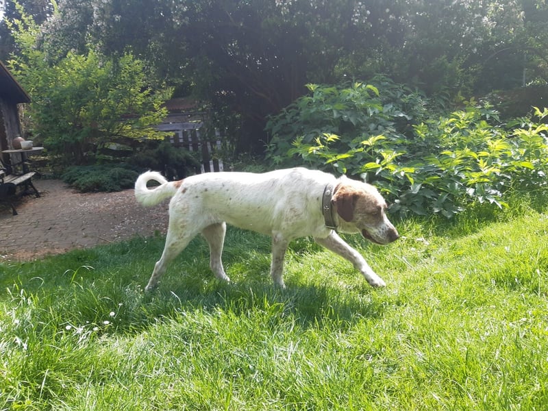 Luna - eine tiefenentspannte Hündin sucht ihr Für-immer-Zuhause