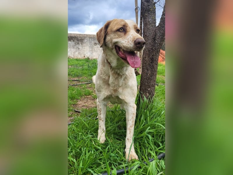 Luna - eine tiefenentspannte Hündin sucht ihr Für-immer-Zuhause