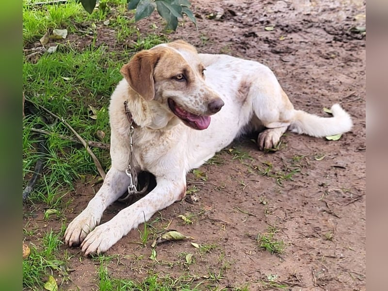 Luna - eine tiefenentspannte Hündin sucht ihr Für-immer-Zuhause