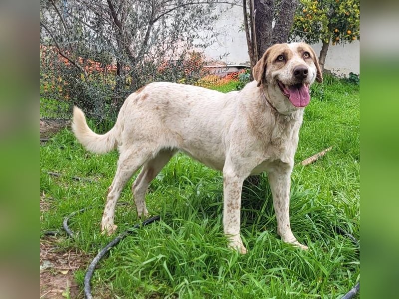 Luna, Besitzer ist verstorben