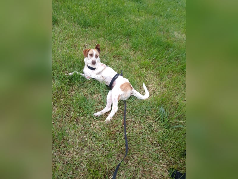 Luna - eine tiefenentspannte Hündin sucht ihr Für-immer-Zuhause