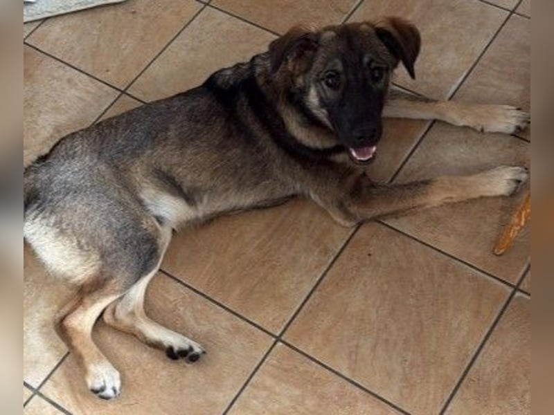 GOLIATH - lieber, aufgeweckter Junghund sucht seine Herzensmenschen