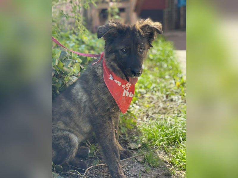URSA - liebevolles Zuhause gesucht