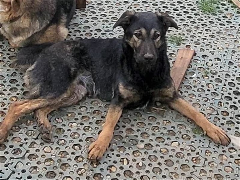 FREYA - sucht ein Zuhause auf Lebzeit