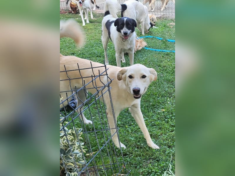 ROCCO - ist bereit für Abenteuer
