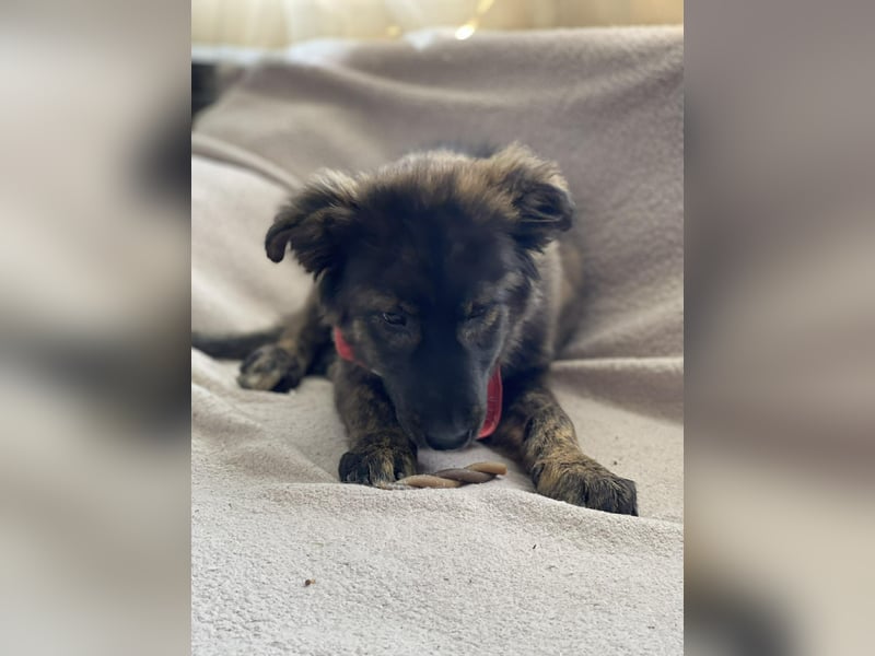 URSA - liebevolles Zuhause gesucht