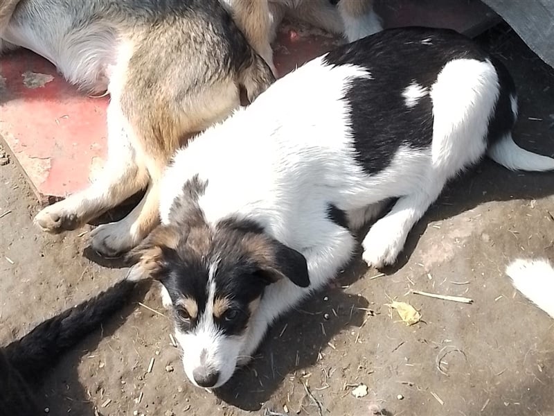 JACK - Traumzuhause gesucht