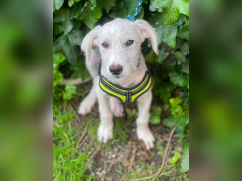 ALFIE - Zuckerbub sucht seine Menschen