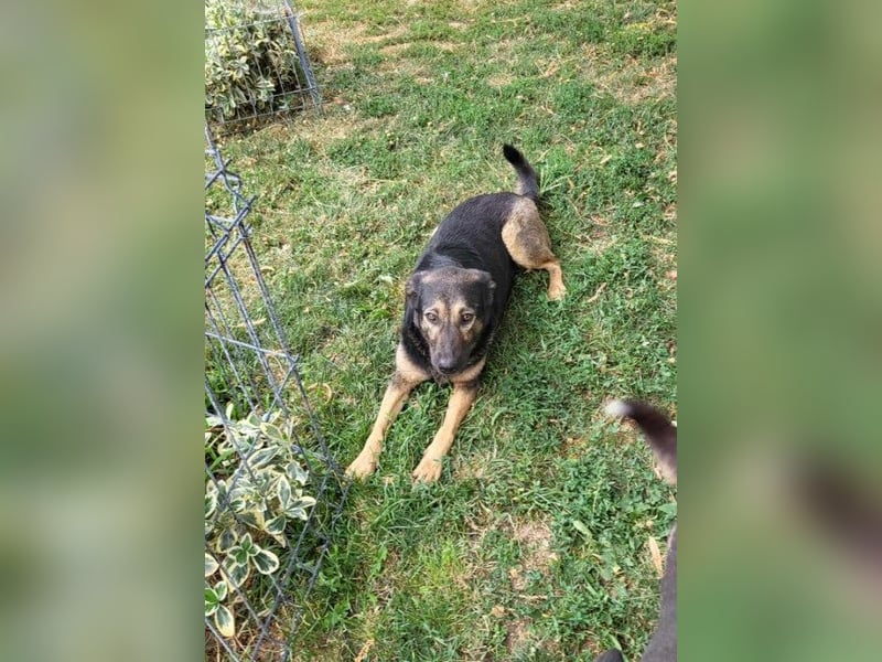 FREYA - sucht ein Zuhause auf Lebzeit