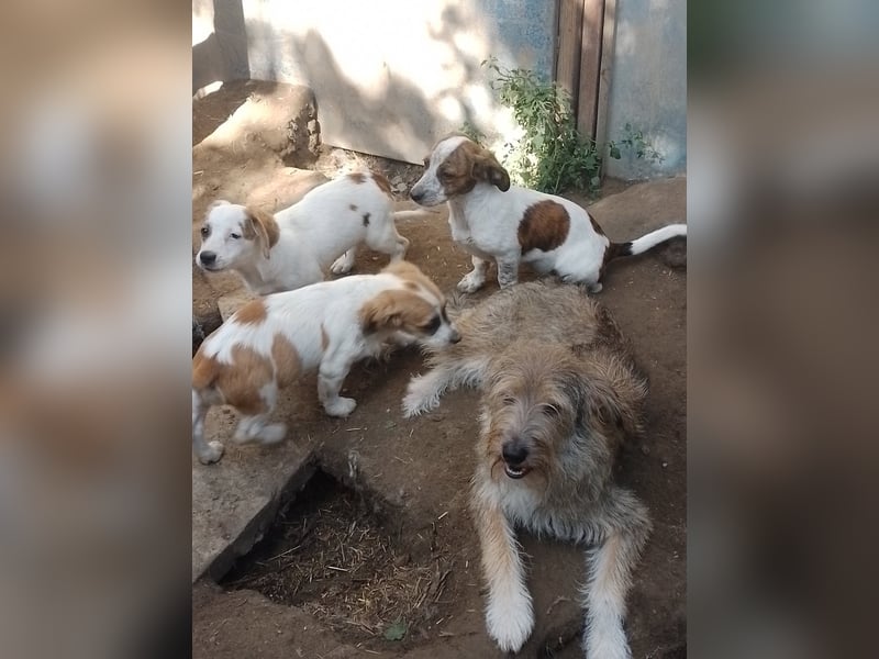 NALA - sucht ihr Für-immer-Zuhause
