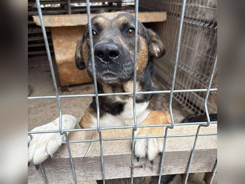 BRUNO - wo darf er glücklich werden?