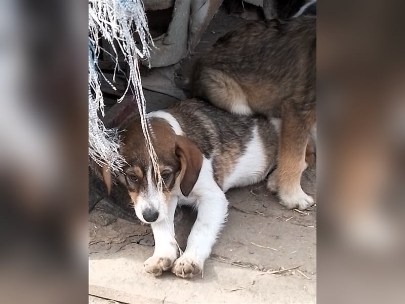 MILLY - ist bereit für ihr Abenteuer