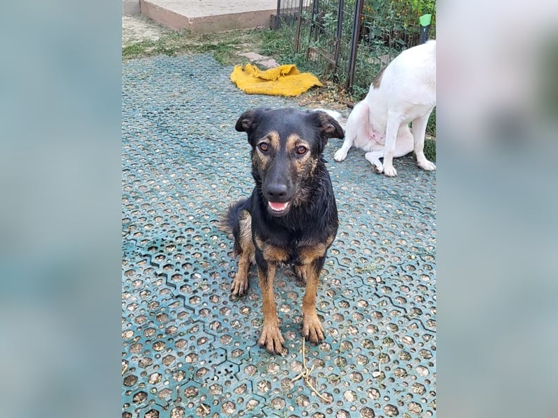 FREYA - sucht ein Zuhause auf Lebzeit