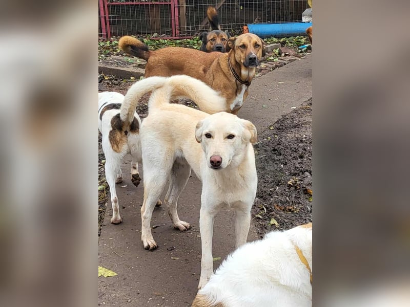 ROCCO - ist bereit für Abenteuer