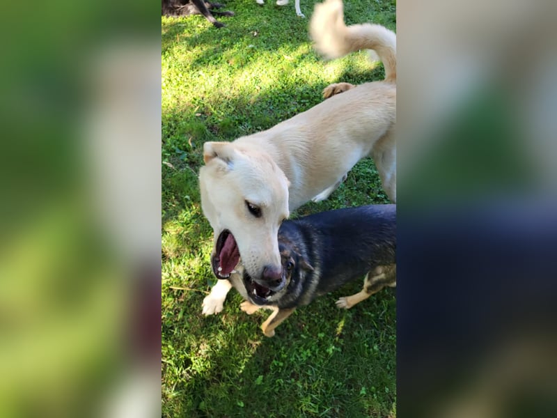 ROCCO - ist bereit für Abenteuer