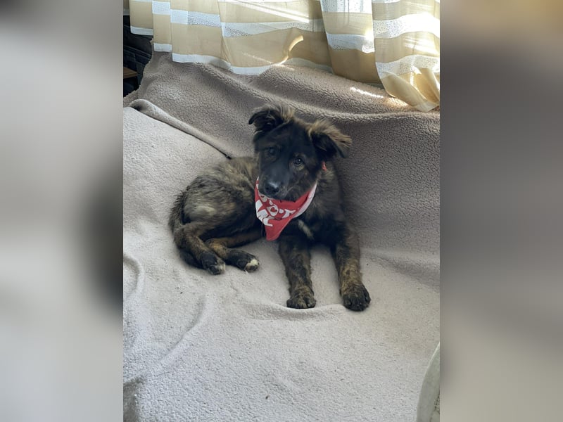 URSA - liebevolles Zuhause gesucht