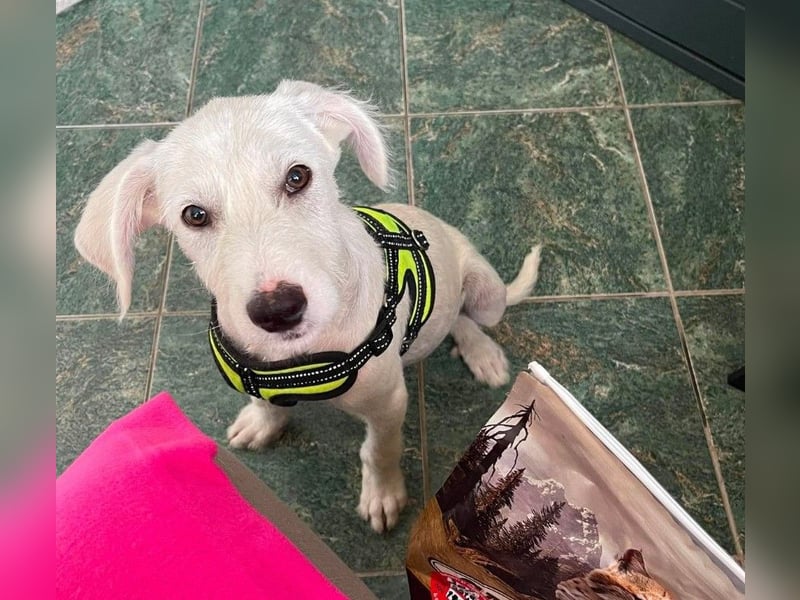 ALFIE - Zuckerbub sucht seine Menschen
