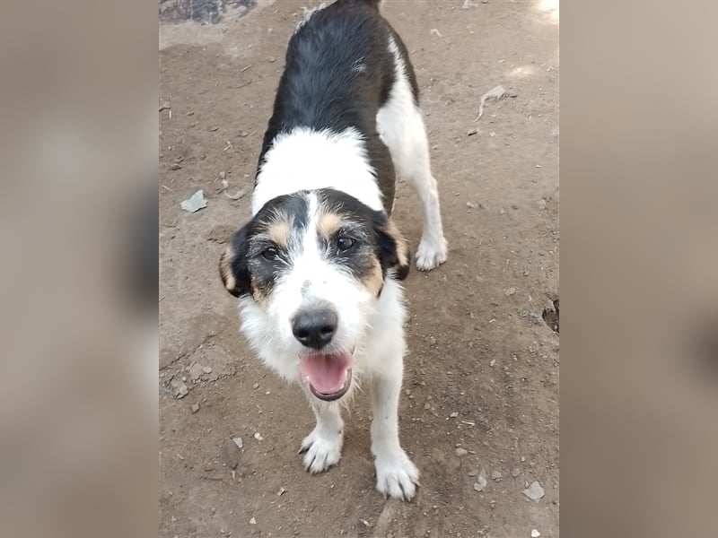 JACK - Traumzuhause gesucht