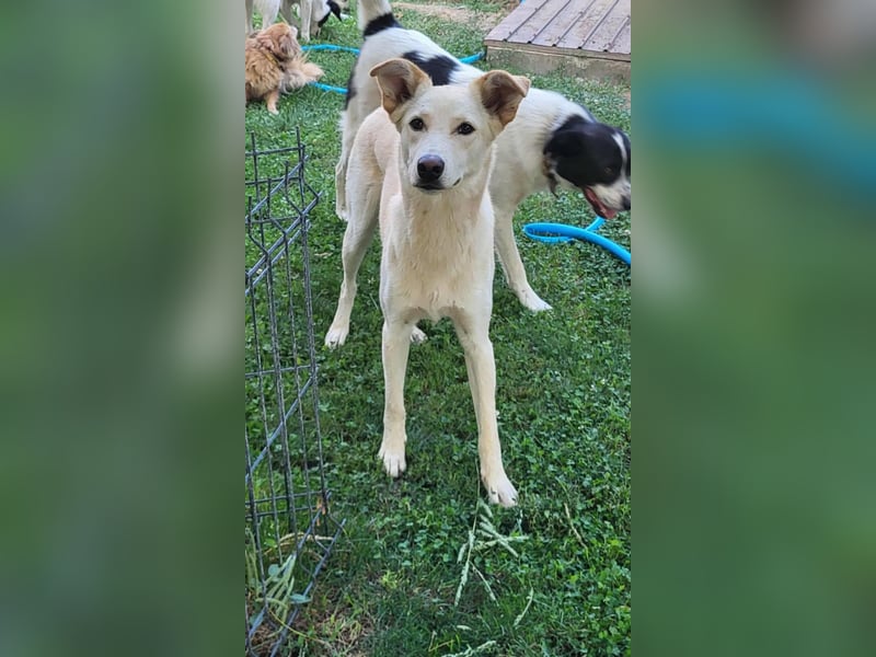 ROCCO - ist bereit für Abenteuer