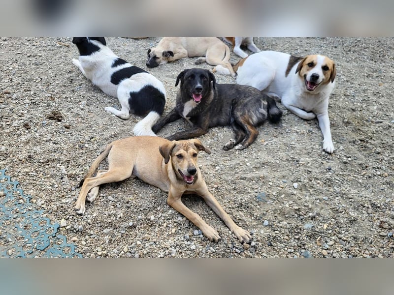 NORA - ist bereit für Abenteuer *reserviert*