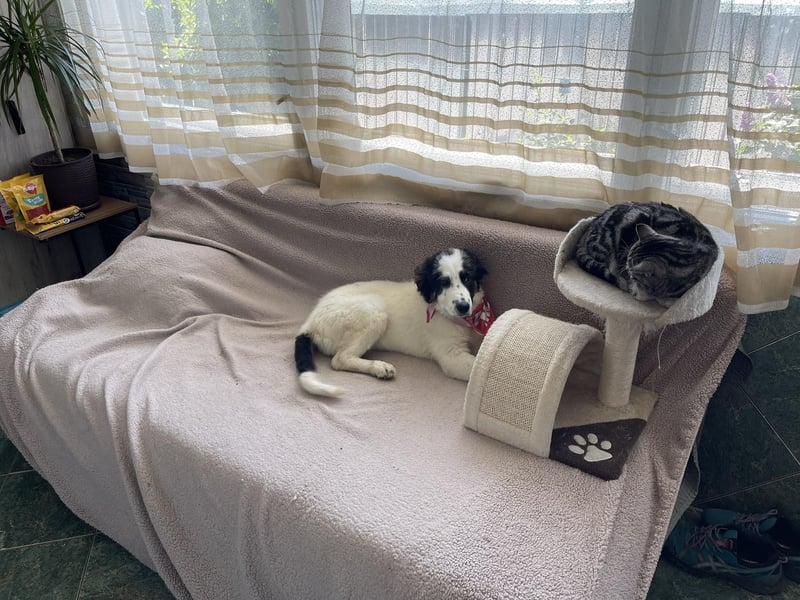 BLANKY - sucht ihr Für-immer-Zuhause