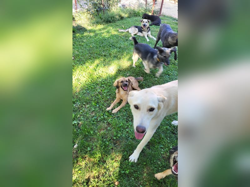ROCCO - ist bereit für Abenteuer