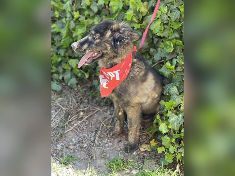 URSA - liebevolles Zuhause gesucht