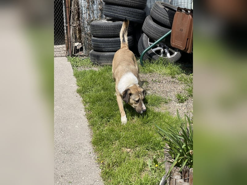 PONGO - ist bereit für Abenteuer