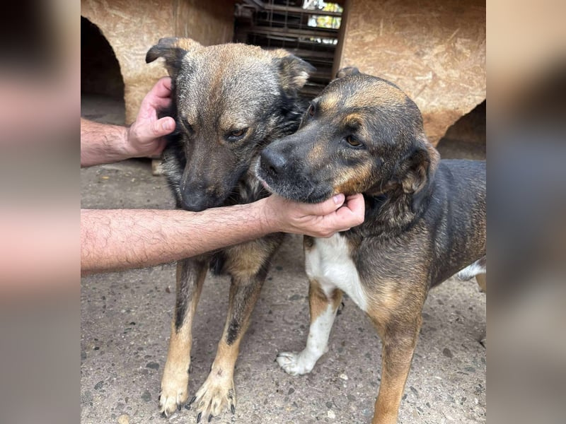 WOLFIE - Traumzuhause gesucht