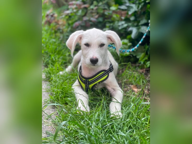 ALFIE - Zuckerbub sucht seine Menschen