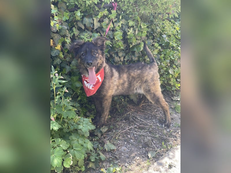 URSA - liebevolles Zuhause gesucht